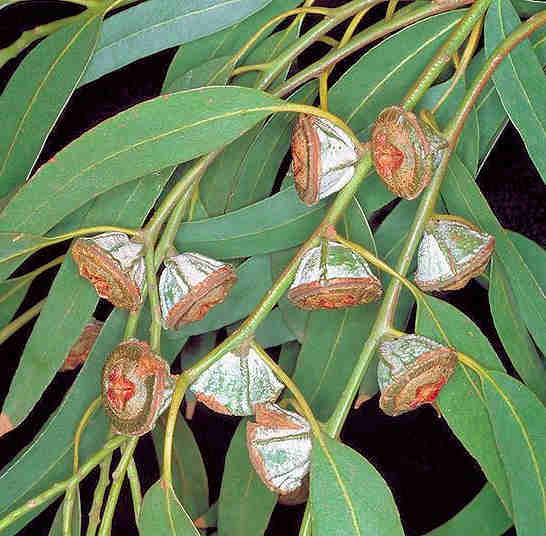 plante médicinale : eucalyptus