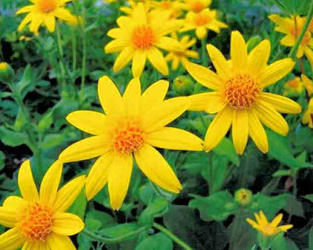 arnica_complement-alimentaire-france.com