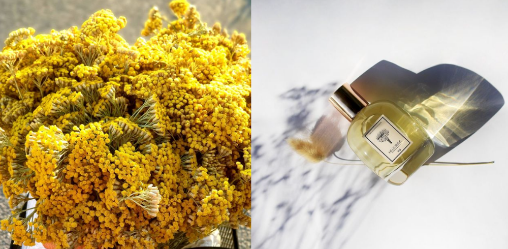 Une fleur difficile à travailler pour les parfumeurs, mais qui confère à leurs créations un caractère unique.